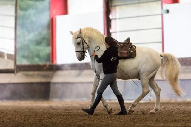Equi-Art Reitanlage Schwall Exterior foto